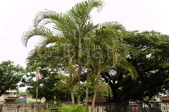 Dypsis lutescens
